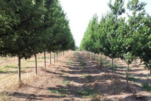 Trees and Shrub Services in Lawrence
