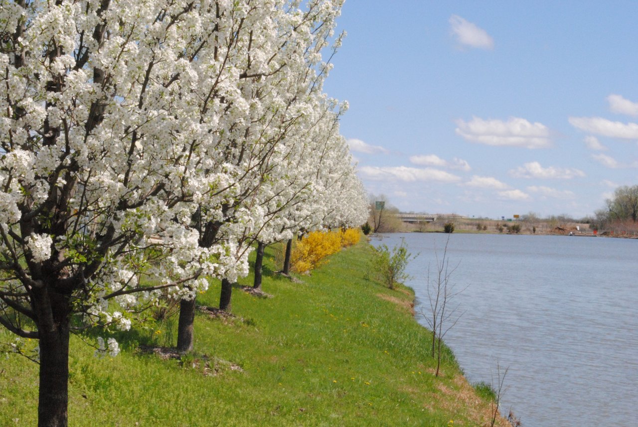 Tree Farm Deciduous Trees Lawrence, KS