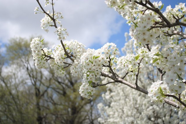 Tree & Shrub Farm in Lawrence, KS