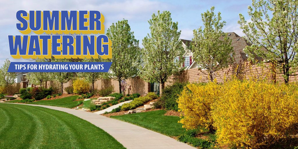 Tips for hydrating your plants this summer.