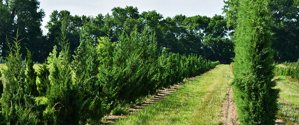 Tree & Shrub Farm in Lawrence, KS