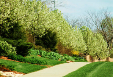 green and manicured landscaped lawn