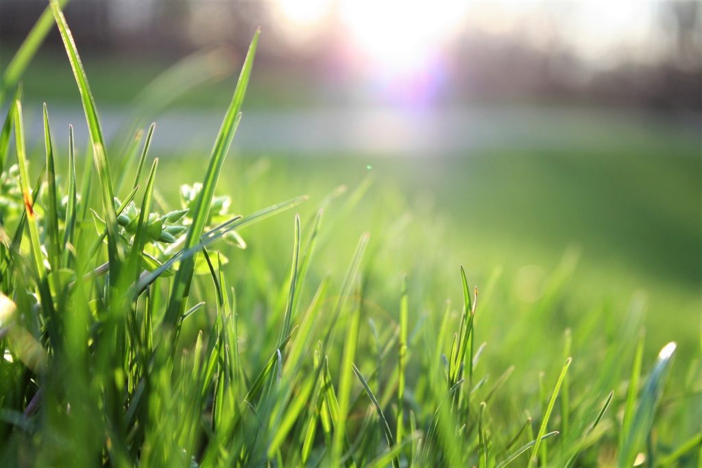 Green grass