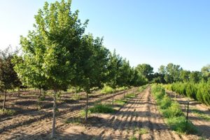 Lawrence Landscape tree farm