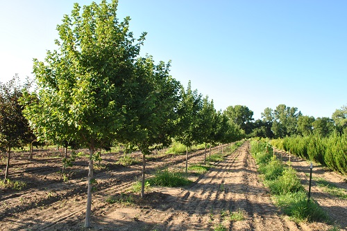 Lawrence Landscape Tree Farm