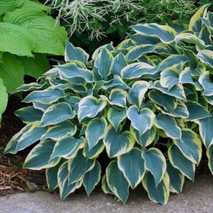 Hosta Plant in Landscape