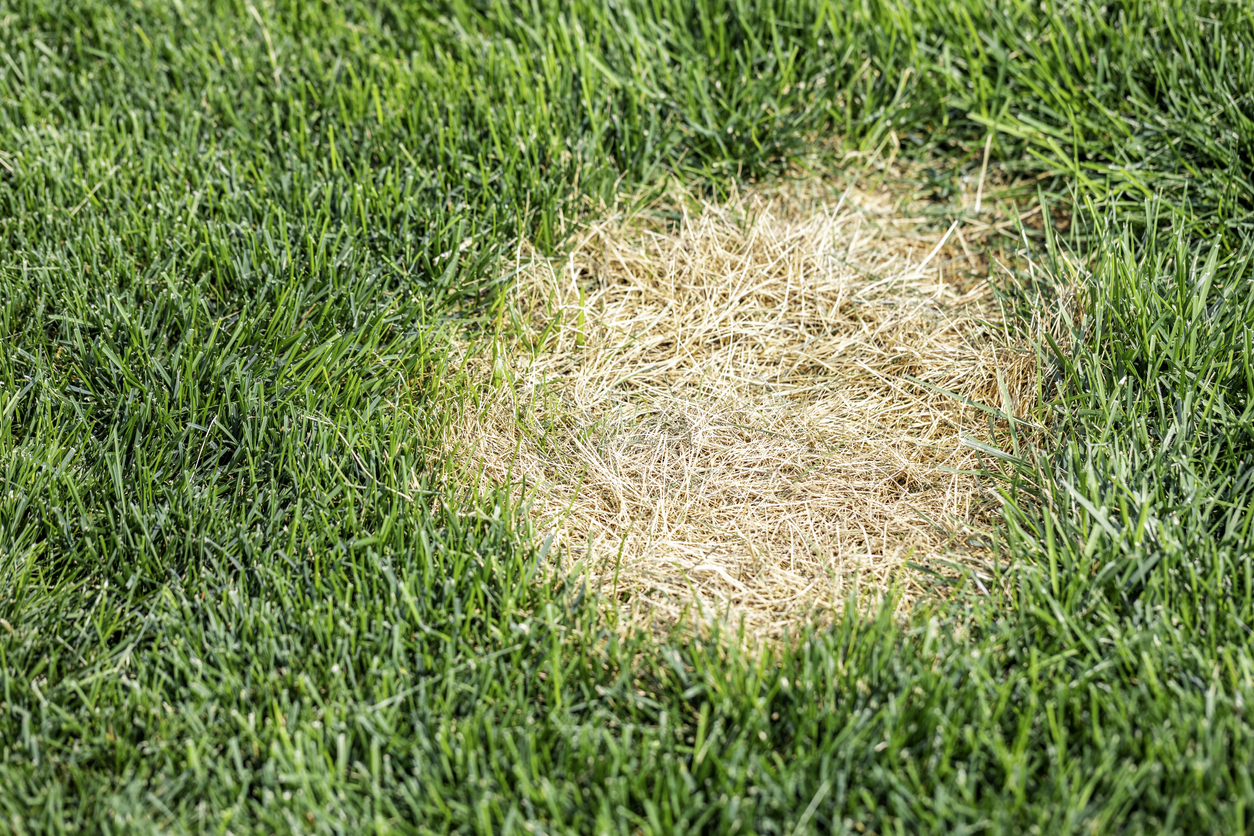 Lawn Brown Spots On Grass