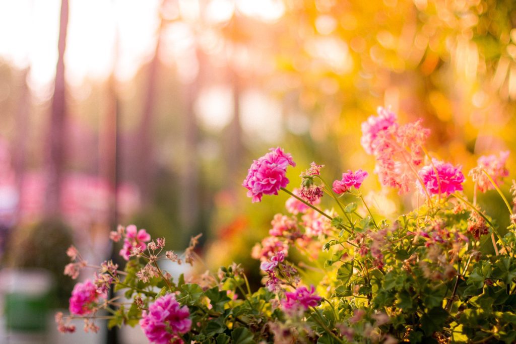 what to do with garden in fall
