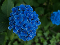 hydrangea
