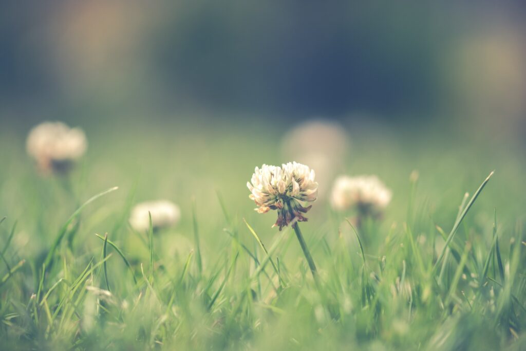 closeup of a weed
