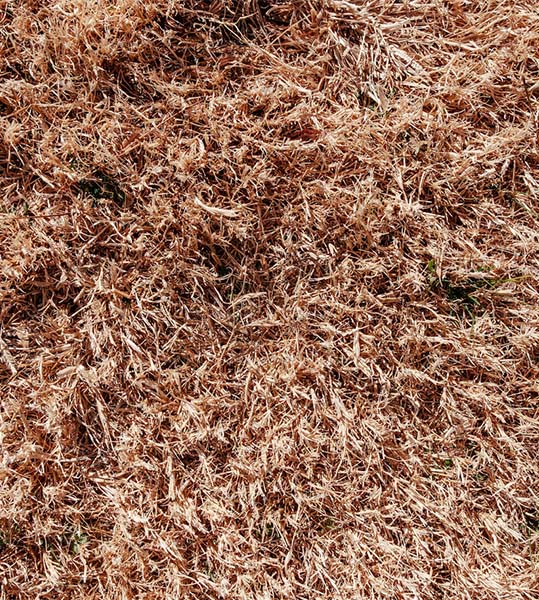 Dead grass from draining problems and water saturation