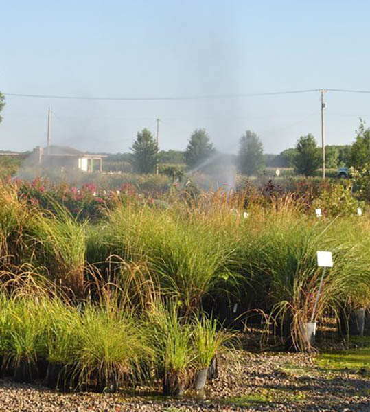 Tree and Shrub Farm in Lawrence, KS